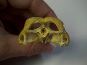 Media type: image;   Herpetology R-4702